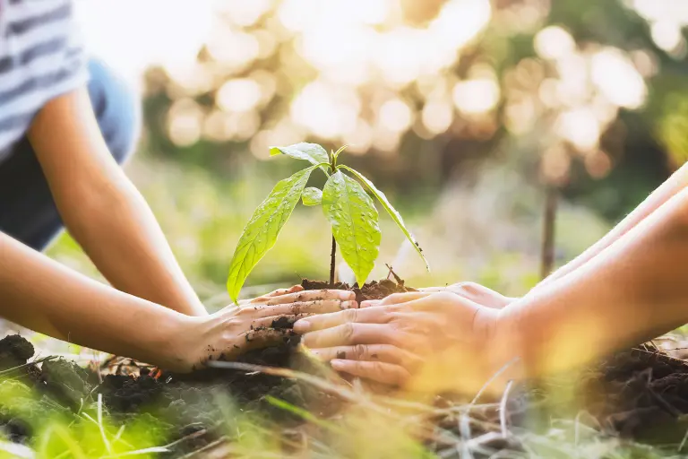 Vier handen planten een plant. Milieu bescherming en duurzame ontwikkeling bij Sto. Foto: © lovelyday12 | www.stock.adobe.com