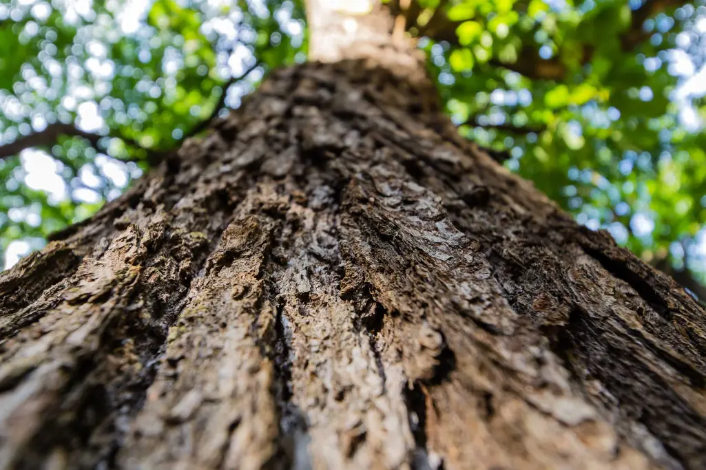 Foto bos : Boomschors, groen bladerdek en een blauwe hemel 